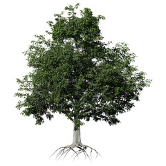 European Beech Tree – Front View