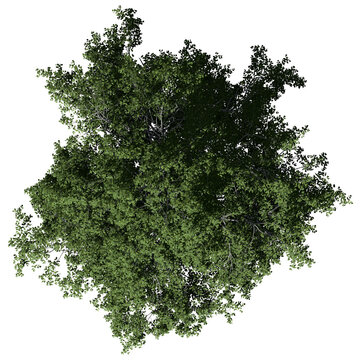 European Beech Tree – Top View