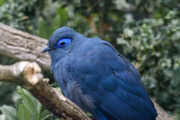Blue Coua, Coua caerulea with deep blue feathers and distinctive blue oval area around the eye. Portrait