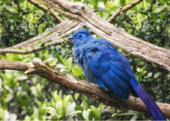 Blue Coua, Coua caerulea with deep blue feathers