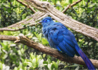 Blue Coua, Coua caerulea with deep blue feathers