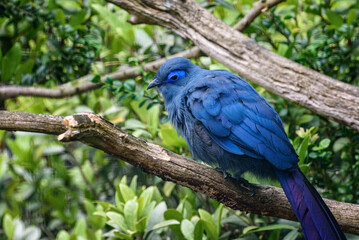 Blue Coua, Coua caerulea with deep blue feathers. Birds watching