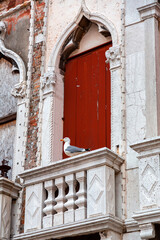 Seagull resting on a typical venetian style window in Venice, Italy