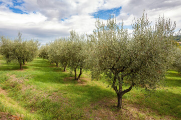 Olive trees under a cloudy sky in Belvedere Fogliense in the Marche region of Italy