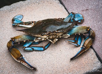Closeup of a blue crab from the Chesapeake Bay © Tom Pal/Wirestock Creators