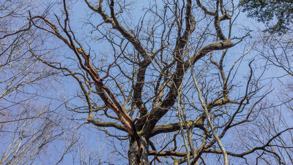 old tree branches oak and blue sky