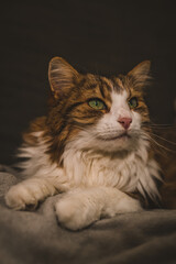 Portrait of a cat with green eyes
