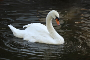 Obraz premium White swan on the lake