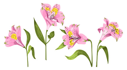 Set of alstroemeria flowers. Vector illustration for design of cards, invitations, print