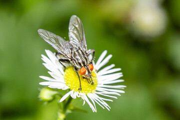 Closeup of an insect fly. A fly on a chamomile flower - macro.