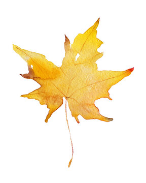 Maple syrup. Yellow Watercolor autumn leaf and branch isolated on white background. Autumn illustration for greeting cards, invitations, posters, quotes, decorations, prints