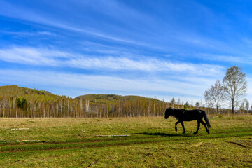 Fototapeta na wymiar South Ural horses, horseback riding, farm with a unique landscape, vegetation and diversity of nature.