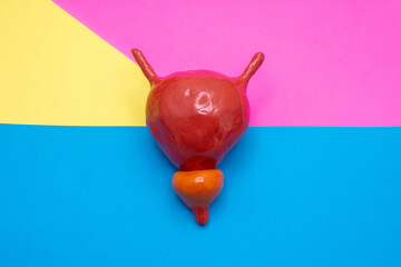 Plastic anatomical model of human urine bladder with prostate gland in the middle of colorful...