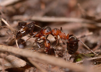 Red wood ant Formica Rufa pulling killed one in the forest