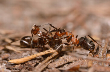Red wood ant Formica Rufa pulling killed one in the forest