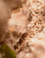 Small red ant Myrmica rubra carrying ball of sand for building the anthill
