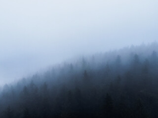 dark mist misty cloudy drone forest