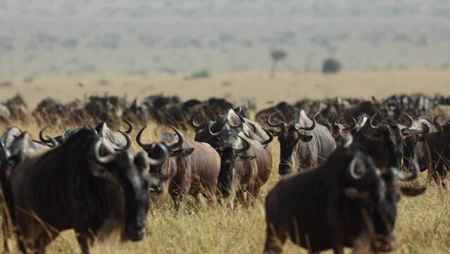 A big herd of wildebeest making their way through the grassland of the Masai Mara, Kenya.