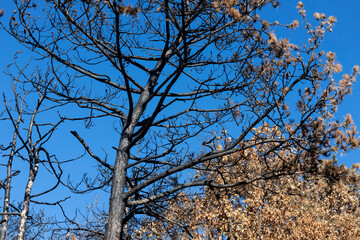 Dead Roasted Burned Trees after Forest Fire