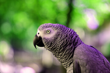 Nahaufnahme von einem Papagei