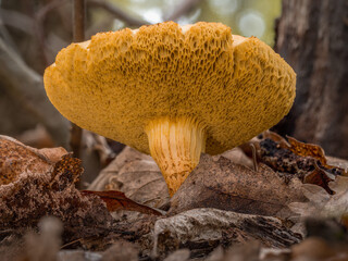 Nahaufnahme unter die Kappe von einen gelben Pilz der zwischen vertrockneten Laubblättern wächst.