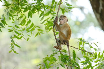white tailed macaque sitting on a tree