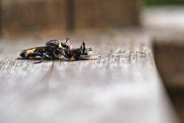 Yellow murder fly or yellow robber fly with a bumblebee as prey. Insect is sucked