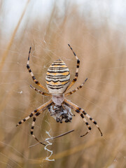 Nahaufnahme einer gestreiften Tigerspinne die mit ihrer Beute im ihrem Spinnennetz hängt.