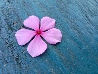 Obraz na płótnie Canvas Pink flower on wooden background. Beautiful pink Catharanthus Roseus. Commonly known as bright eyes, cape periwinkle, graveyard plant, madagascar periwinkle, old maid, pink or rose periwinkle. 