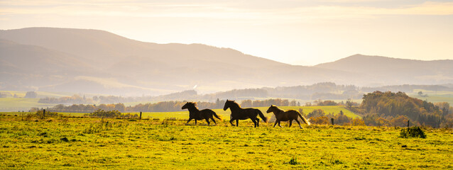 Three horses galloping on the autumn meadow