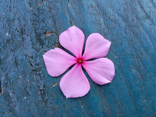 Pink flower on wooden background. Beautiful pink Catharanthus Roseus. Commonly known as bright eyes, cape periwinkle, graveyard plant, madagascar periwinkle, old maid, pink or rose periwinkle. 