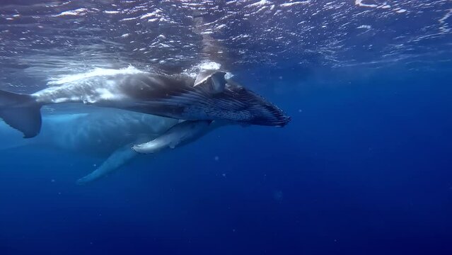 Swimming with whale in pure transparent water in Indian ocean. Blue whale or sperm whale playing in the blue water. Underwater shot of wild whale taking breath