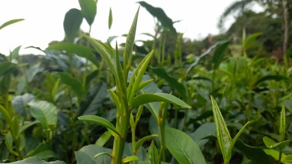 green field