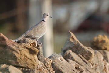 Ring necked dove bird standing on stone. Cape turtle dove. Half collared dove. Pigeon bird. Streptopelia capicola. Beautiful bird texture abstract art design background wallpaper. 