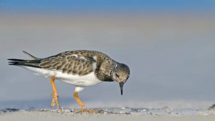 Ruddy Turnstone - Arenaria intepres, Crete