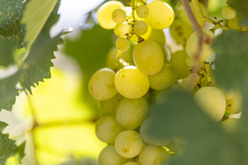 Harvest period of vineyards, which are important in agricultural production