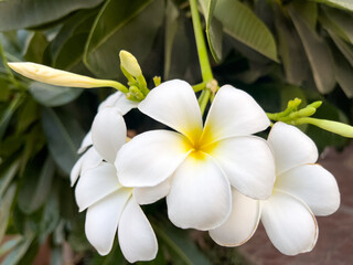 Fototapeta na wymiar Close up of frangipani flower 