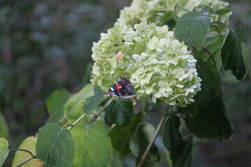 butterfly on a flower