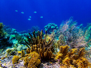 Caribbean coral garden