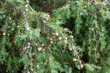 himalayan cedar on a cloudy day. cedrus deodara, pinaceae