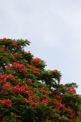 Fototapeta na wymiar madagascar tree with red leaves blowing tree flowers