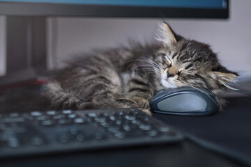 kitten is sleeping next to the computer. the cat does not let his master programmer work. lazy student, or how to learn to program in a dream. © yavdat
