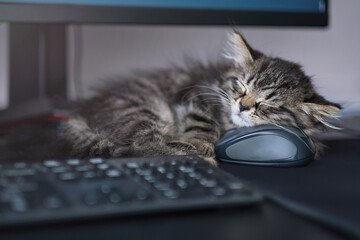 kitten is sleeping next to the computer. the cat does not let his master programmer work. lazy...