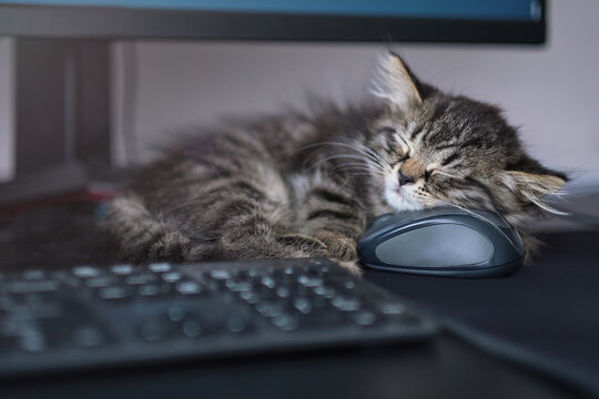 kitten is sleeping next to the computer. the cat does not let his master programmer work. lazy student, or how to learn to program in a dream.