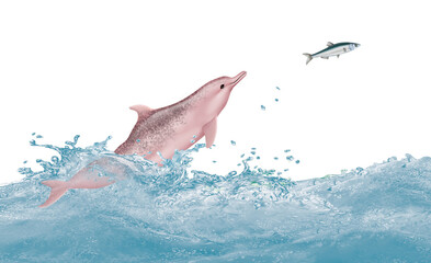 Fototapeta premium dauphin à bosse indo-pacifique, attaque, évasion, vague, dauphin, mammifère, marin, poisson, nature, océan, lac, eau, giclé, illustration, animal