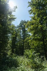 View into a dense deciduous forest in a wooded area in the Palatinate Forest in southern Germany