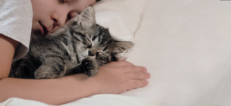 Kids And Pets. Little Asian Boy With Kitten Sweetly Sleep In Bed. Child And Cat. Little Kid With His Animal. Toddler And Kitty Sleep.