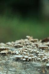 Moss on tree trunk