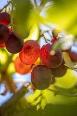 Harvest period of vineyards, which are important in agricultural production