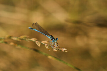blue damselfly on a branch